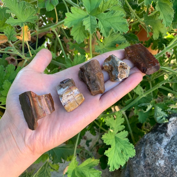 Petrified Wood Raw Stones (12 Inch A Grade 1220 Pieces Per Pound