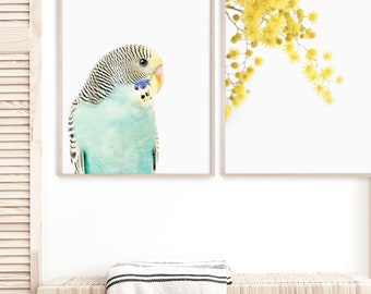 Set of 2 Australian Prints, Budgie Wall Art, Golden Wattle Art Print, Parakeet Bird Photography, Australian Flowers Art, Mimosa Poster Print