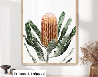 Banksia Print, Native Australian Botanical Wall Art, Banksia Flower Photography, Australian Wall Decor, Native Flower, Australian Flora