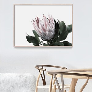 May include: A framed print of a pink and white protea flower with green leaves against a white background.