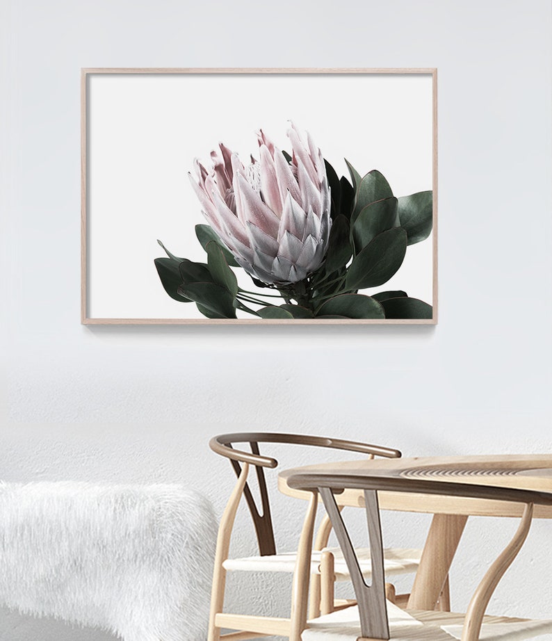 May include: A framed print of a pink and white protea flower with green leaves against a white background.
