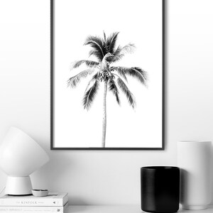 May include: Black and white photograph of a palm tree against a white background. The image is framed in a black frame.