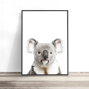 May include: A black and white photo of a koala bear looking directly at the camera. The koala is in a framed print with a white background.