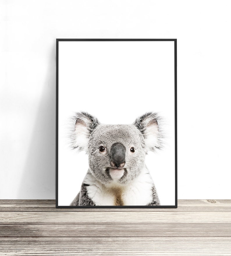 May include: A black and white photo of a koala bear looking directly at the camera. The koala is in a framed print with a white background.