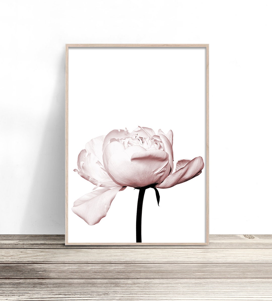 Blush Pink Peony Print | Rose Flower Wall Art | Floral Photography ...