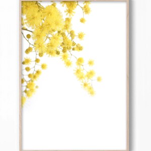 May include: A framed print of a yellow mimosa flower branch against a white background.