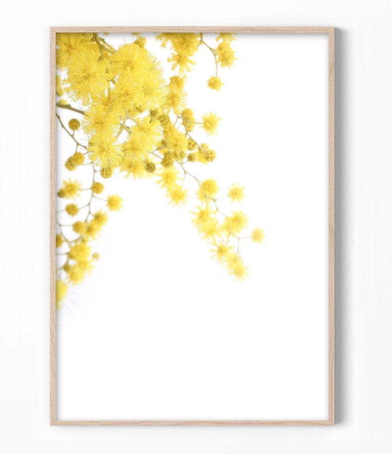 May include: A framed print of a yellow mimosa flower branch against a white background.