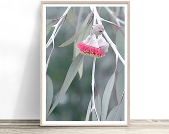 Australian Botanical Print | Australiana Wall Art | Gum Tree | Australian Bush | Australian Native Eucalyptus Flower | Pink Gum Blossom