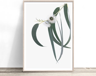 Australian Wall Art Print | Eucalyptus Print | Modern Australiana Native Botanical Photography Print | Gum Tree Leaves Poster