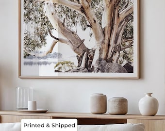 Australian Landscape Wall Art. Gum Tree Print | Botanical Nature Photography | Native Australian Bush | Eucalyptus | Modern Australiana