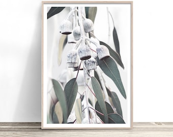 May include: A close-up of a branch of eucalyptus leaves and seed pods. The leaves are a muted green and the seed pods are white and gray.