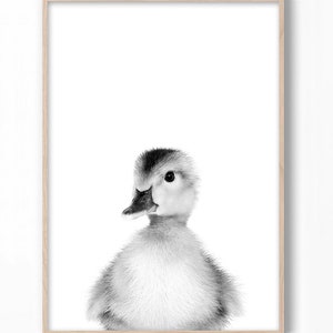Puede incluir: Una fotograf&iacute;a en blanco y negro de un patito con plumas esponjosas. El patito est&aacute; mirando directamente a la c&aacute;mara con la cabeza ligeramente inclinada hacia un lado.