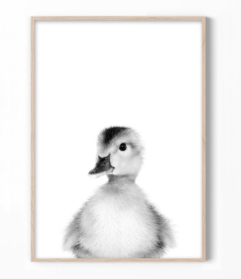 Puede incluir: Una fotograf&iacute;a en blanco y negro de un patito con plumas esponjosas. El patito est&aacute; mirando directamente a la c&aacute;mara con la cabeza ligeramente inclinada hacia un lado.