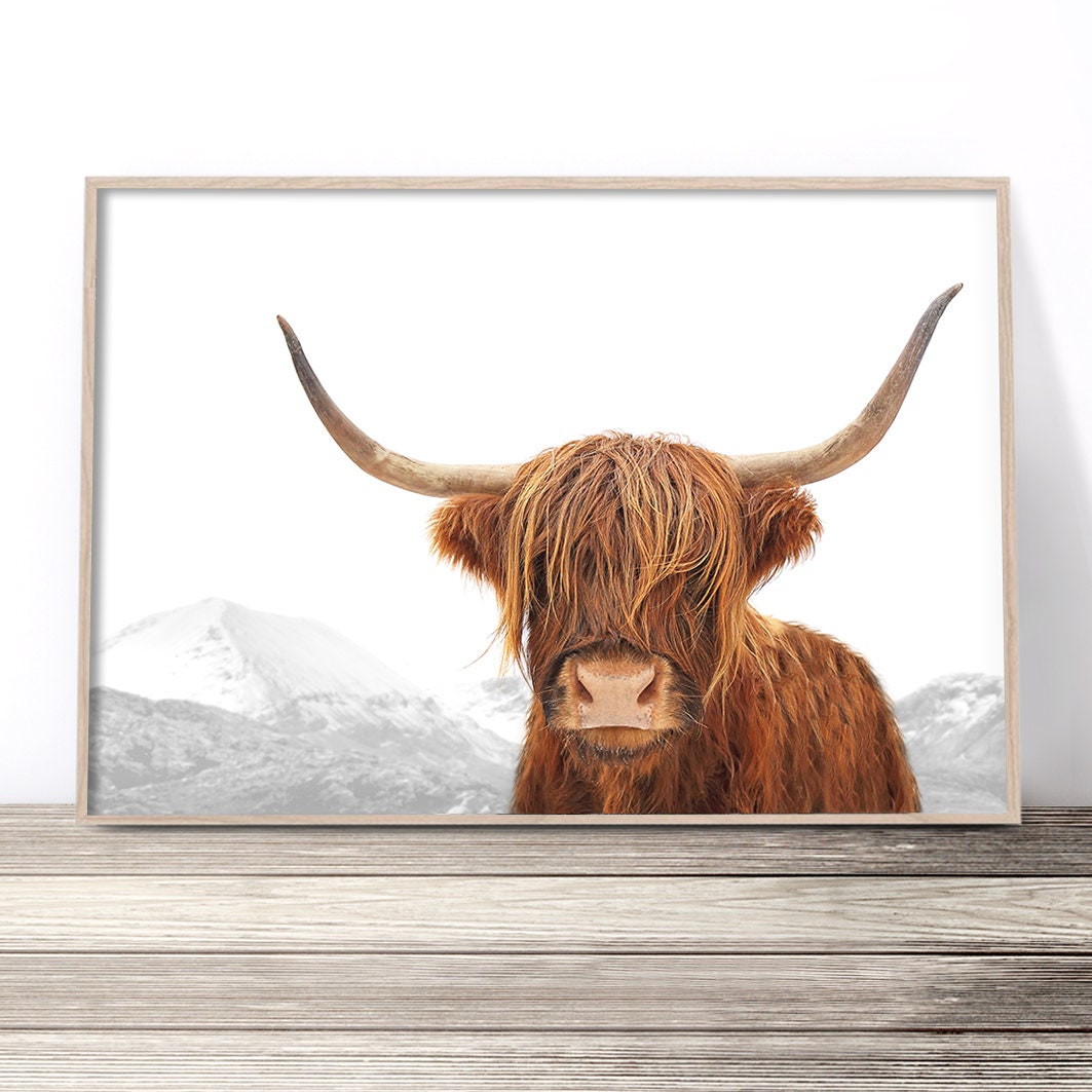 Highland Cow Print Scottish Cattle Photography Animal Wall Etsy