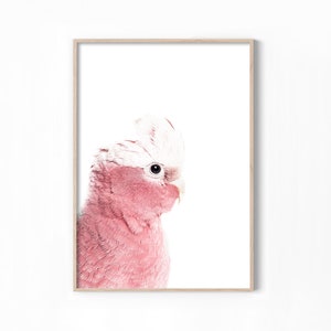 May include: A pink and white cockatoo with a white crest, looking to the right, against a white background.
