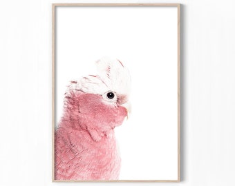 Galah Print, Australian Bird Art, Bird Photography, Pink Parrot Print, Pink Cockatoo, Bird Art Print, Pink Bird Print, Native Wall Art