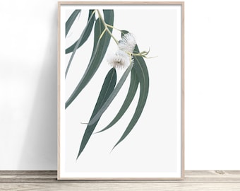May include: A framed print of a eucalyptus branch with white flowers and green leaves against a white background.