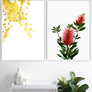 May include: Two framed prints of floral arrangements. The print on the left features a yellow mimosa flower branch against a white background. The print on the right features a red bottlebrush flower branch against a white background.