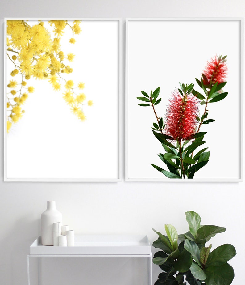 May include: Two framed prints of floral arrangements. The print on the left features a yellow mimosa flower branch against a white background. The print on the right features a red bottlebrush flower branch against a white background.
