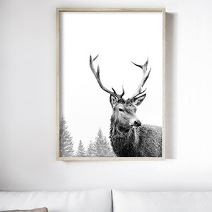 Pode incluir: Fotografia a preto e branco de um veado com grandes chifres de p&eacute; numa floresta nevada. O veado est&aacute; a olhar diretamente para a c&acirc;mara.