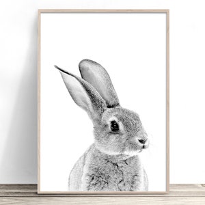 May include: A black and white photograph of a rabbit with its head turned to the side. The rabbit has large ears and a fluffy coat.