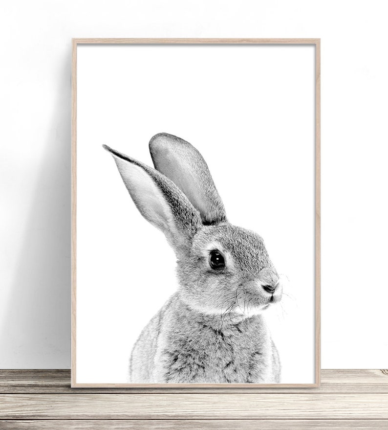 May include: A black and white photograph of a rabbit with its head turned to the side. The rabbit has large ears and a fluffy coat.