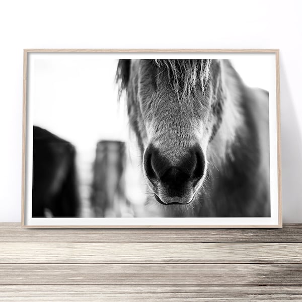 Black and White Horse Prints Etsy Australia