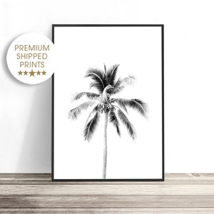 May include: Black and white photograph of a palm tree with a white background.