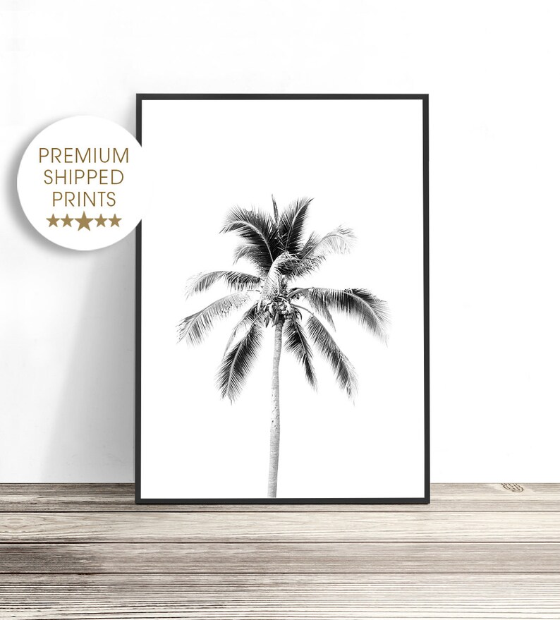 May include: Black and white photograph of a palm tree with a white background.