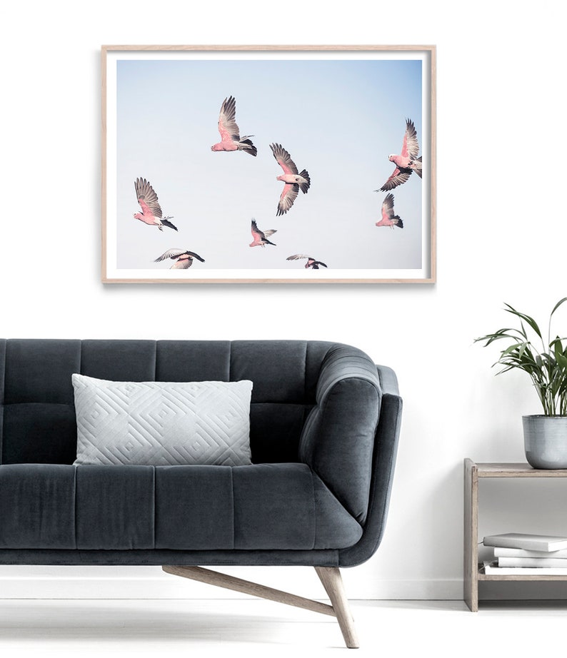 Cockatoo Print, Galah Wall Art, Bird Art, Australian Wildlife Art Print, Parrot Artwork, Flying Birds Photography, Australian Bird Poster image 3