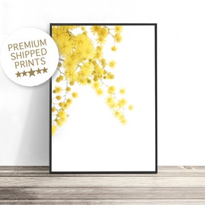 May include: A framed print of a branch of yellow mimosa flowers against a white background.