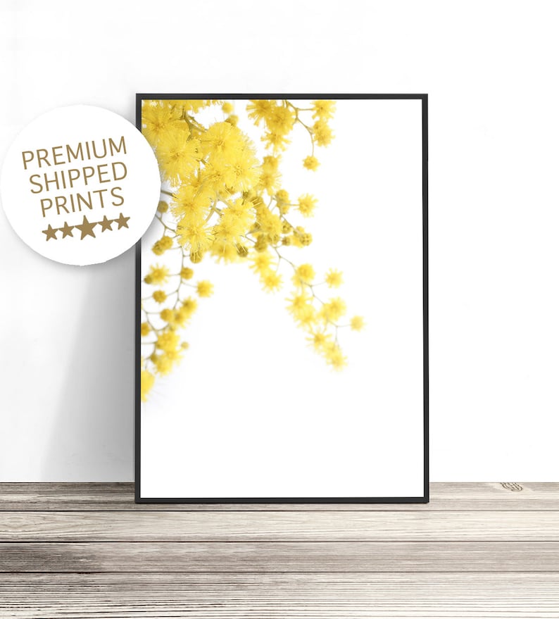 May include: A framed print of a branch of yellow mimosa flowers against a white background.