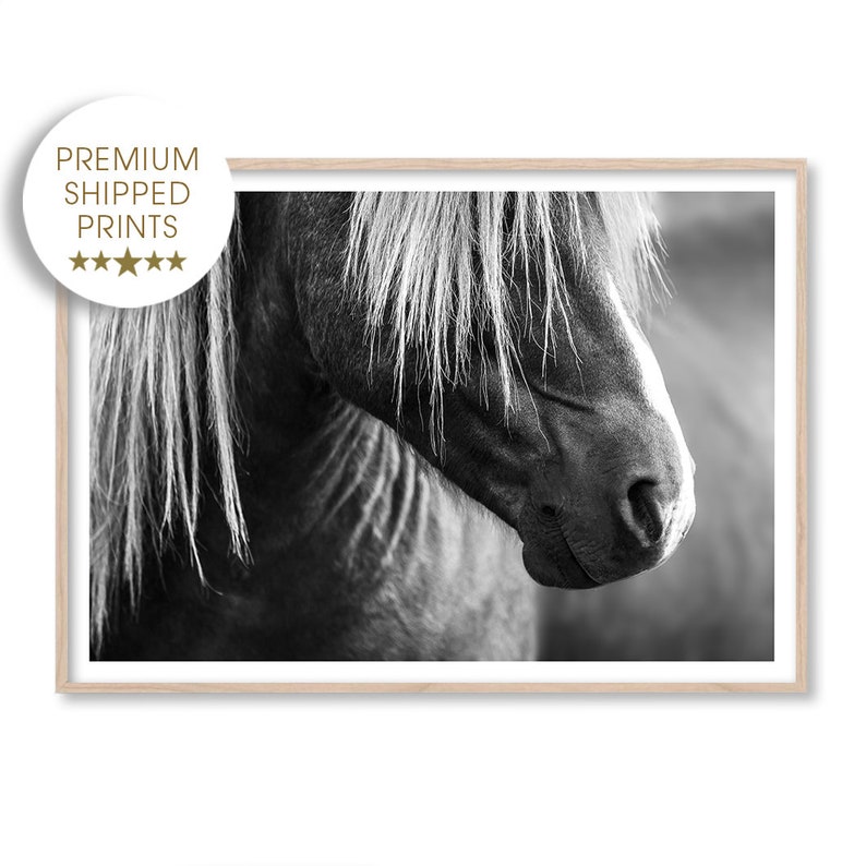 Puede incluir: Fotograf&iacute;a en blanco y negro de la cabeza y el cuello de un caballo. El caballo tiene una melena larga y fluida y una expresi&oacute;n suave y gentil.