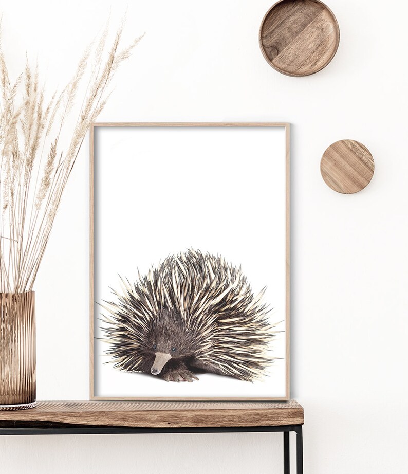 Echidna Print, Native Australian Animal Prints, Australian Wall Art ...