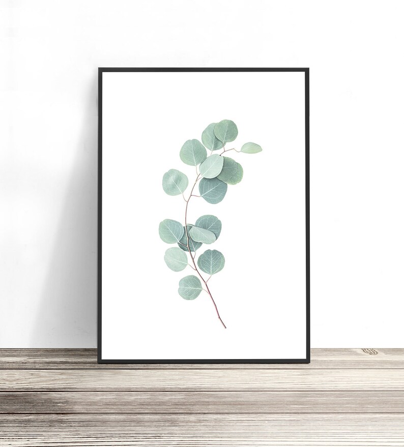 Set of 3 Australian Prints | Koala, Eucalyptus Leaves & Wattle Wall Art | Modern Australiana Photography Artwork | Aussie Decor Posters image 3