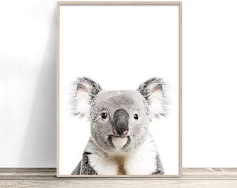 Koala Print, Australian Animal Print, Photography, Koala Art, Australian Animal Wall Art, Australian Native, Native Australian Gifts