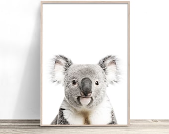 May include: A close-up portrait of a koala bear with gray fur and black eyes. The koala is looking directly at the camera with a curious expression. The background is white.