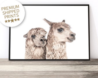 May include: Two brown alpacas, one standing behind the other, looking at the camera. The alpaca in the front is looking directly at the camera, while the alpaca in the back is looking to the side. Both alpacas have fluffy fur.
