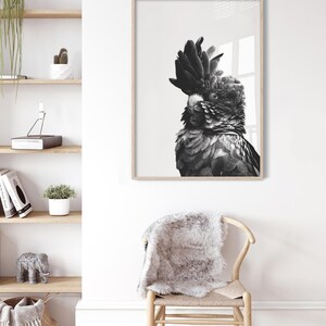 May include: Black and white framed print of a cockatoo. The bird has a prominent crest and detailed feathering. The artwork is displayed on a white wall, with a wooden frame. The image is part of a home decor collection.
