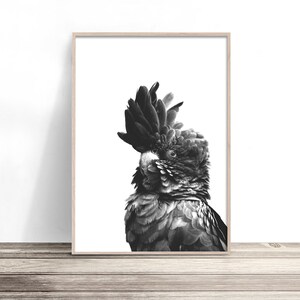 May include: Black and white framed print of a Red-tailed Black Cockatoo. The bird is in profile, with a prominent crest and detailed feathering. The artwork is displayed on a wooden surface.