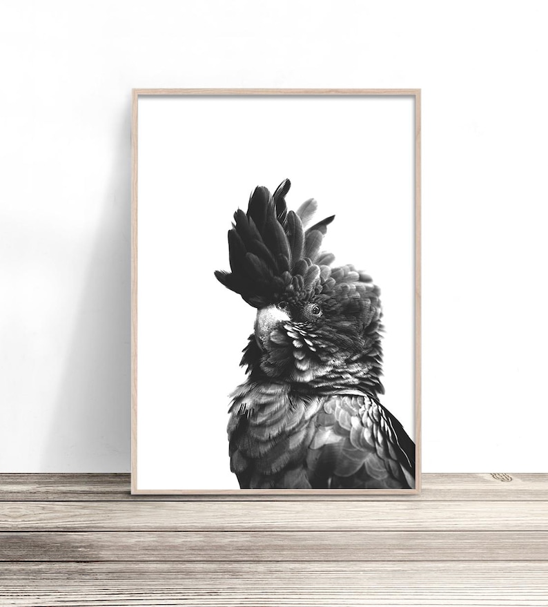 May include: Black and white framed print of a Red-tailed Black Cockatoo. The bird is in profile, with a prominent crest and detailed feathering. The artwork is displayed on a wooden surface.
