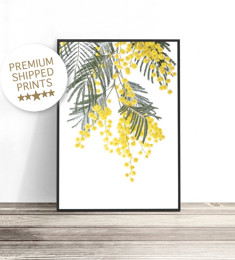 May include: A black and white photograph of a branch of yellow mimosa flowers with green leaves against a white background.