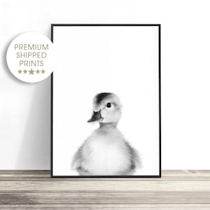 Puede incluir: Fotograf&iacute;a en blanco y negro de un patito mirando directamente a la c&aacute;mara. El patito es esponjoso y tiene un peque&ntilde;o pico.