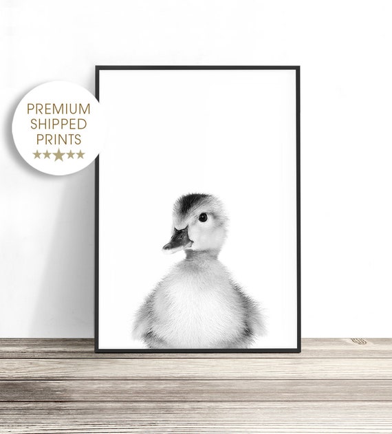 Baby Duck Print, Duckling Photo, Baby Animal Print for Nursery, Animal Wall Art, Baby Nursery Decor, Farm Nursery, Black and White Baby Room