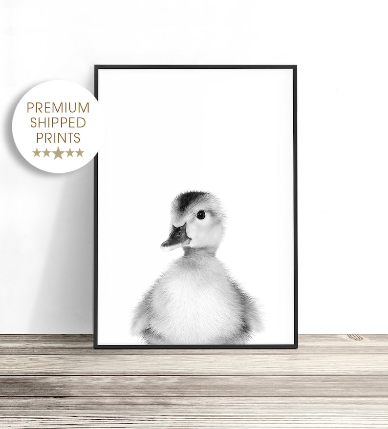 Puede incluir: Fotograf&iacute;a en blanco y negro de un patito mirando directamente a la c&aacute;mara. El patito es esponjoso y tiene un peque&ntilde;o pico.