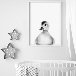 Puede incluir: Foto en blanco y negro de un patito mirando a la c&aacute;mara. El patito est&aacute; en un marco blanco y es el &uacute;nico sujeto de la foto.
