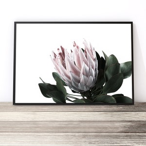 May include: A close-up of a pink and white protea flower with green leaves against a white background.