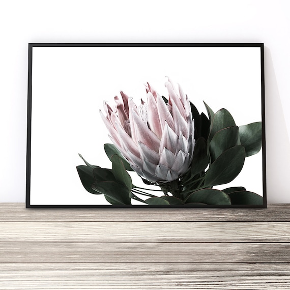 Protea Print, Australian Native Print, Floral Print, Floral Wall Art, Protea Art, Flower Wall Art Print, King Protea, Blush Pink Wall Art