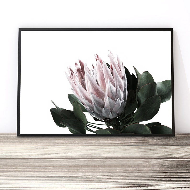 May include: A close-up of a pink and white protea flower with green leaves against a white background.