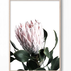 May include: A close-up of a pink protea flower with green leaves against a white background. The flower is in bloom and has a delicate, textured appearance.